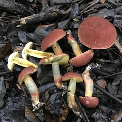 Lanmaoa