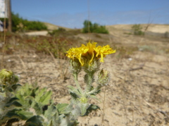 Hieracium eriophorum