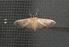 Pramadea lunalis