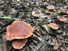 Lanmaoa