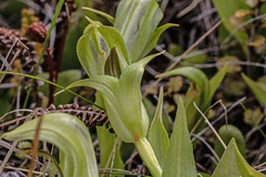 Pterostylis areolata