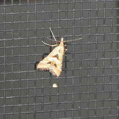 Diasemia accalis