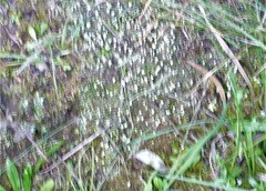 Cladonia chlorophaea