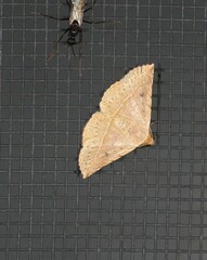 Eublemma latericolor