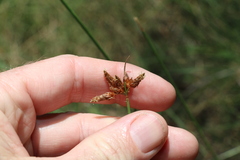 Fimbristylis ferruginea