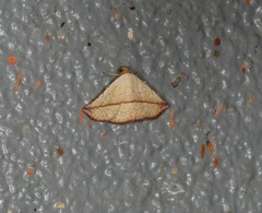 Eublemma perversicolor