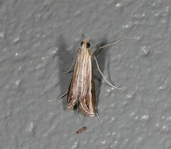 Euclasta maceratalis