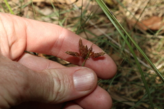 Fimbristylis ferruginea