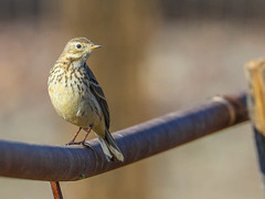 Anthus rubescens
