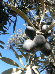 Olea europaea