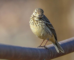 Anthus rubescens