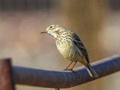 Anthus rubescens