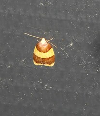 Heterallactis phlogozona