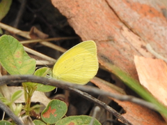 Eurema herla