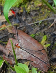 Teinobasis rufithorax