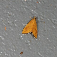 Hyalobathra brevialis