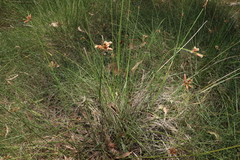 Fimbristylis ferruginea