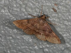 Hypospila dochmotoma