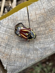 Eupoecila australasiae