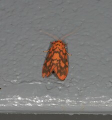 Miltochrista quadrilineata