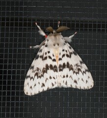 Lymantria antennata