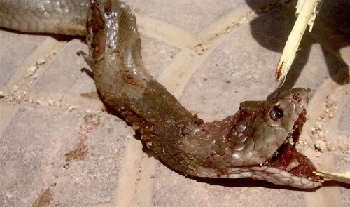 Red Spitting Cobra