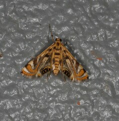 Margarosticha repetitalis