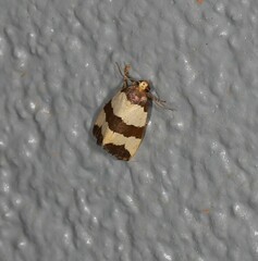 Micrapatetis orthozona