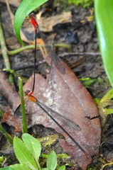Teinobasis rufithorax