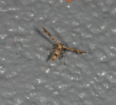 Nippoptilia cinctipedalis