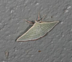 Oenochroma infantilis