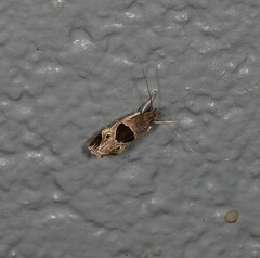 Helcystogramma hibisci