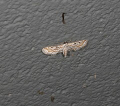 Parapoynx dentizonalis