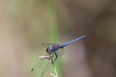 Trithemis dorsalis