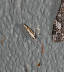 Plutella xylostella-australiana