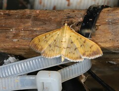 Patania balteata