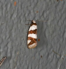 Prepocosma schalidota