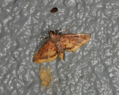 Prophantis