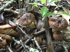 Leccinellum crocipodium