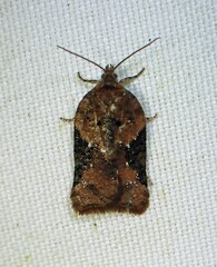 Acleris braunana