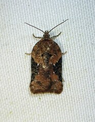 Acleris braunana