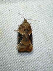 Acleris braunana