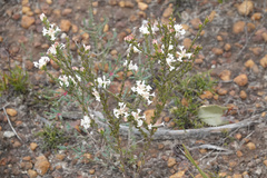 Pimelea phylicoides