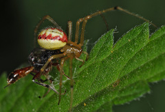 Enoplognatha ovata