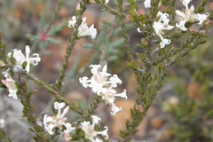 Pimelea phylicoides