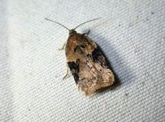 Acleris braunana