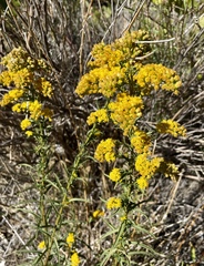 Solidago spectabilis