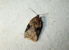 Acleris braunana