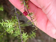 Leptecophylla juniperina
