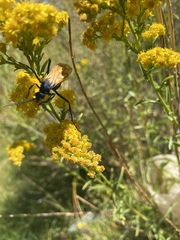 Solidago spectabilis